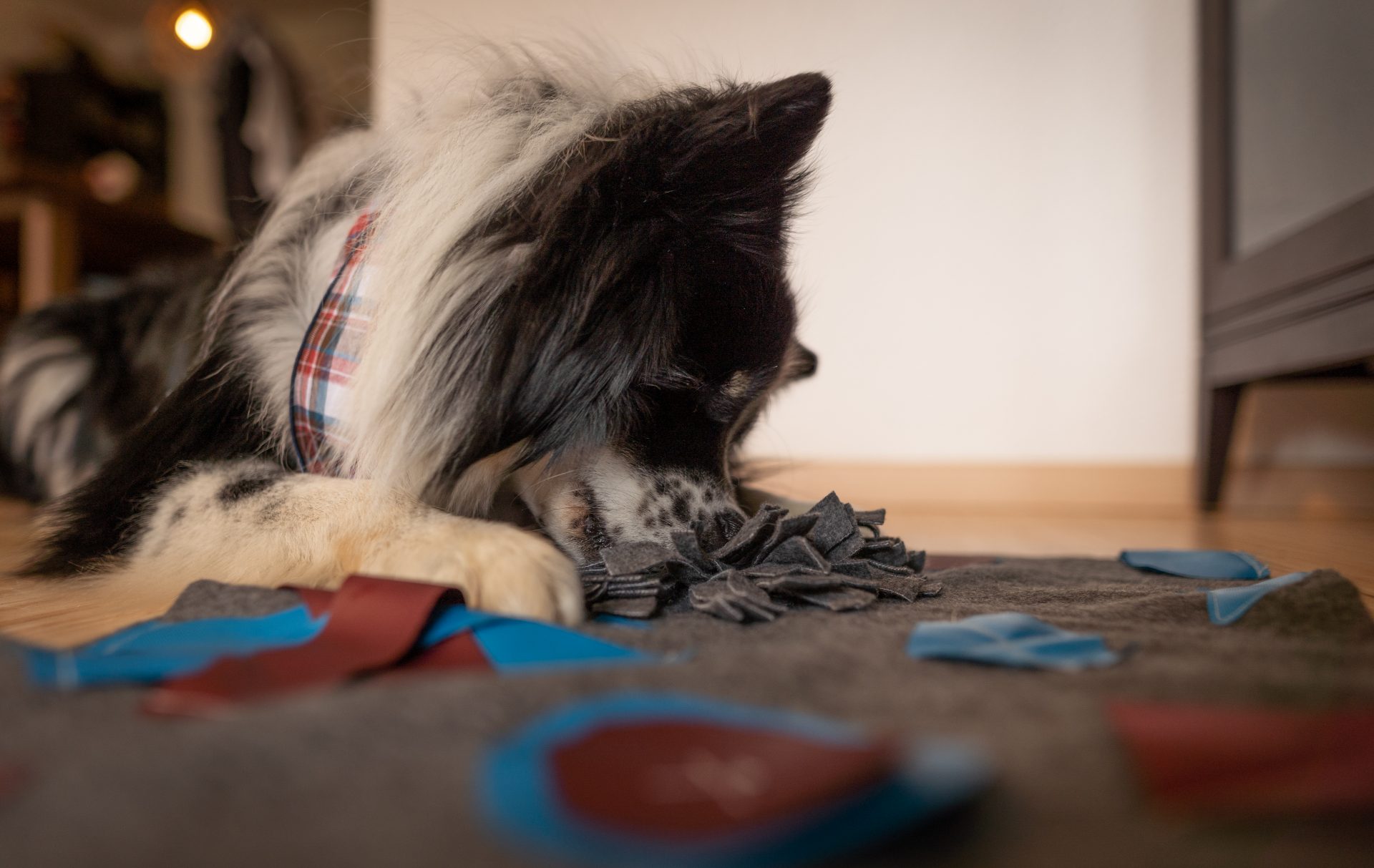 DIY Schnüffeldecke - wanderwoof